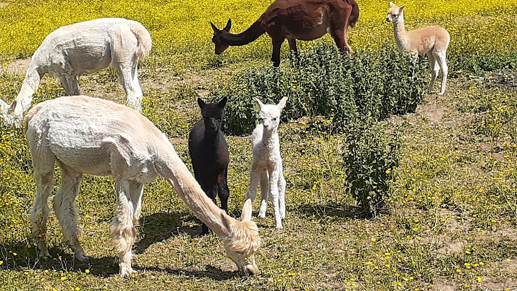 Lobo Loco Alpacas | 800 Townline Rd, Sheguiandah, ON P0P 1W0, Canada | Phone: (705) 968-0073