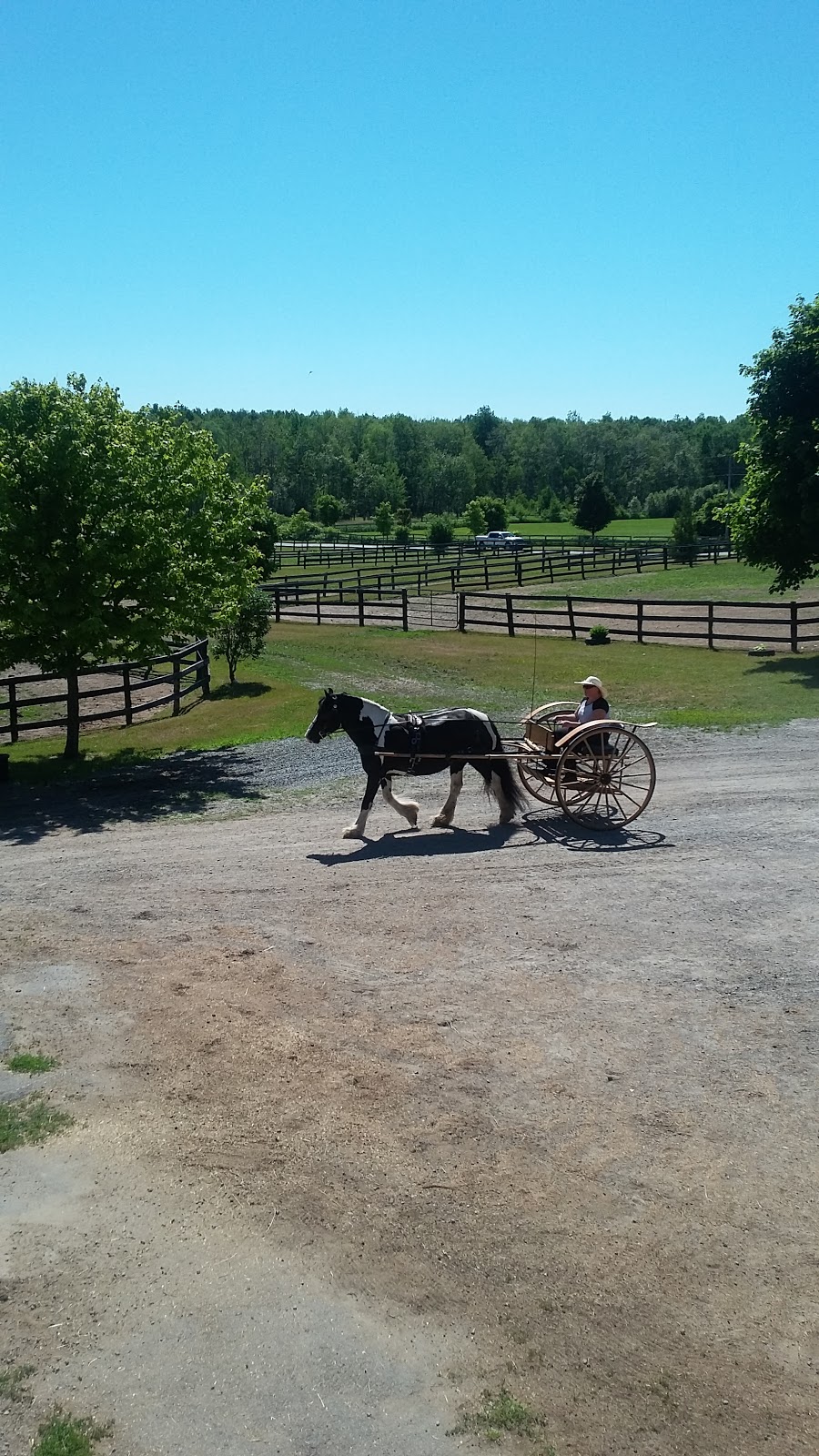 Stonehaven Farm | 2975 Pine Point Rd, Port Perry, ON L9L 1B4, Canada | Phone: (905) 985-0706