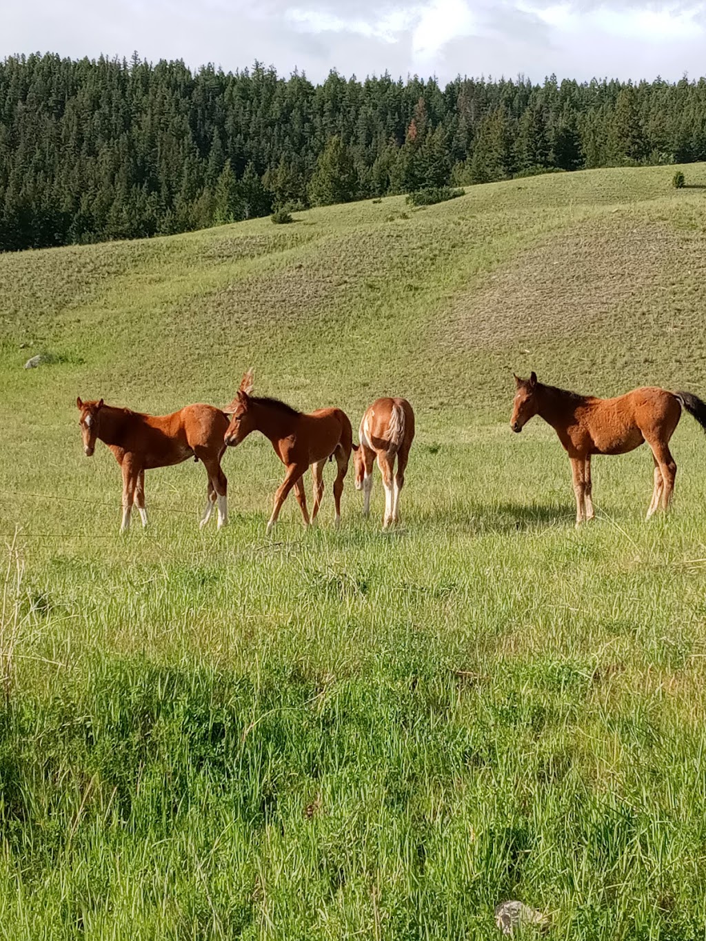 Meadow Lake Guest Ranch | Meadow Lake Rd, Clinton, BC V0K 1K0, Canada | Phone: (833) 238-1200