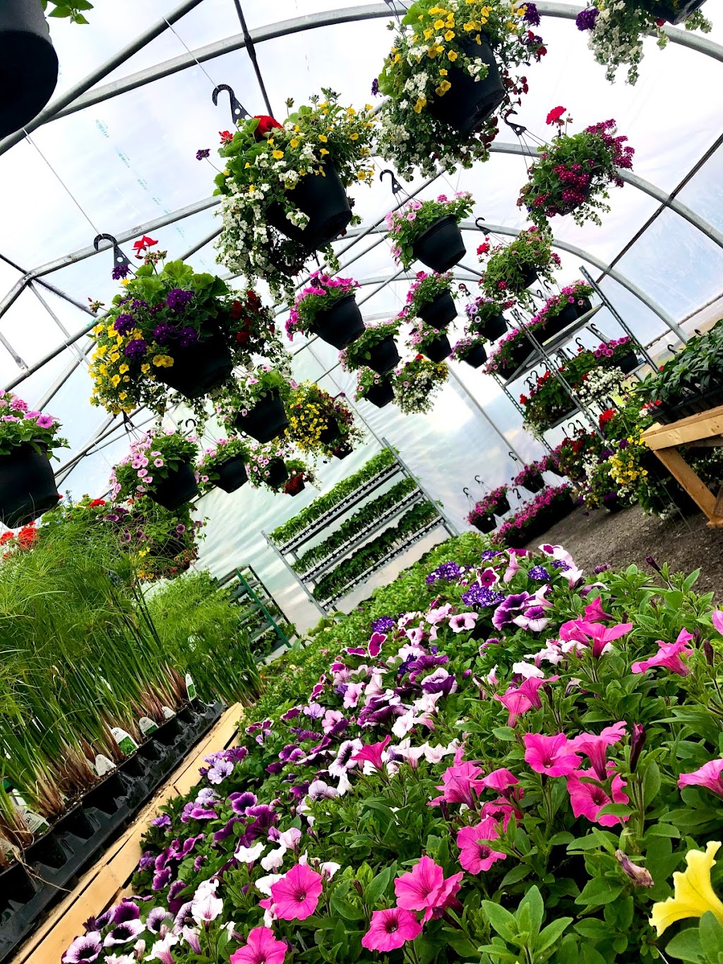 LAVOIE Fleurs et Jardins | 555 Av. des Bois, Laval, QC H7R 6E7, Canada | Phone: (514) 796-4043