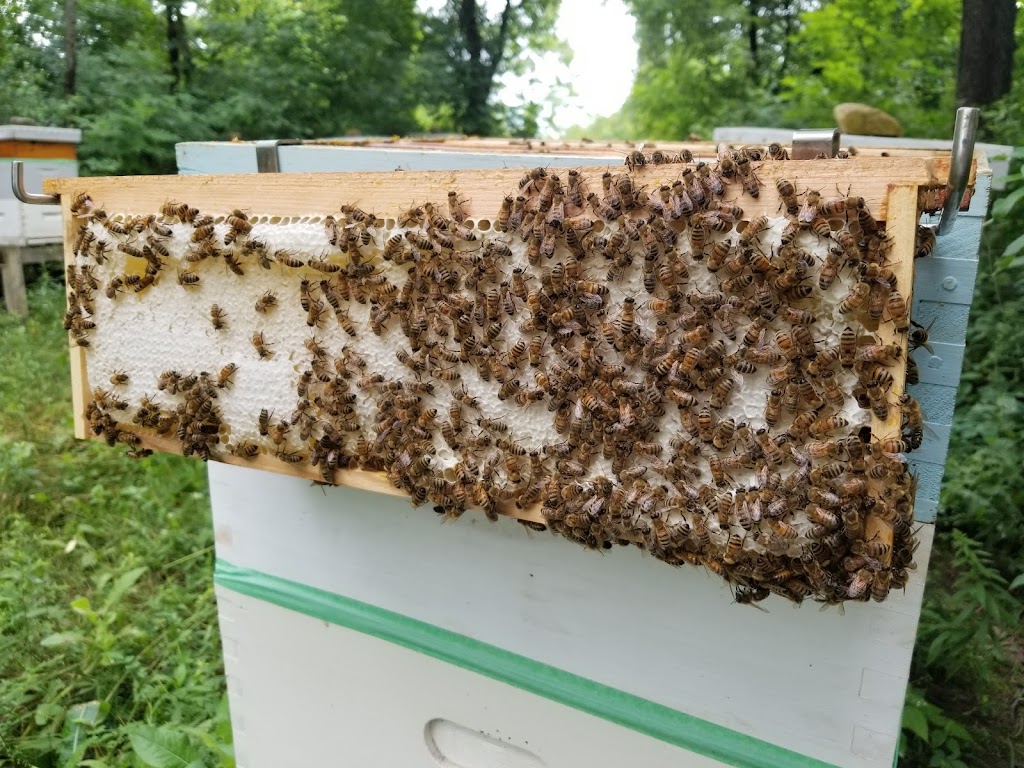 Beardos Bees | 25 Cecil St, Ridgetown, ON N0P 2C0, Canada | Phone: (226) 364-1022