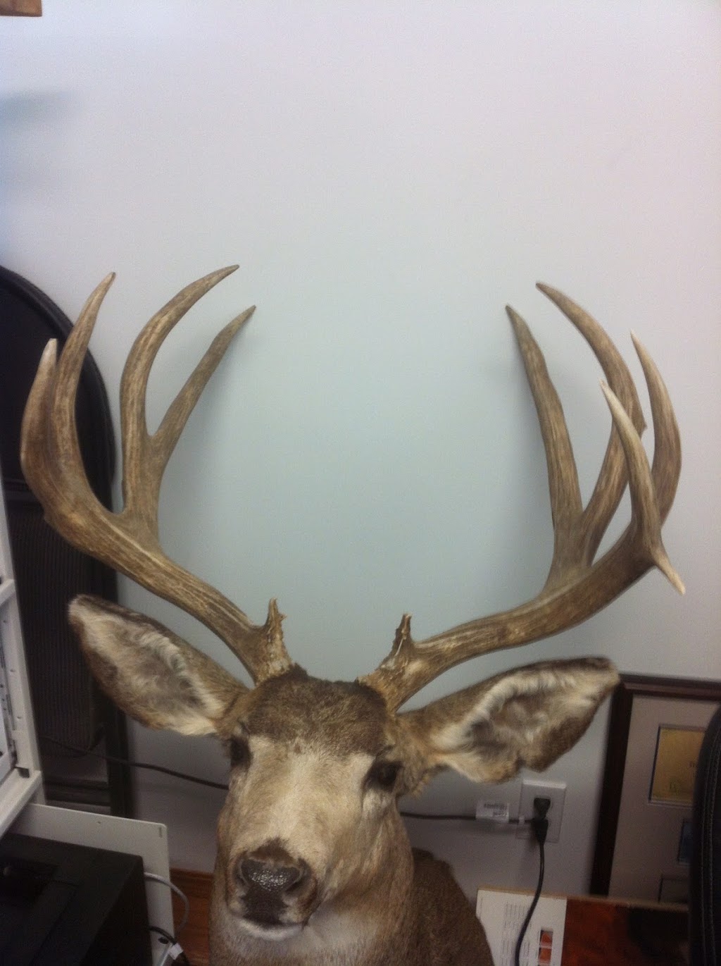 Boland Taxidermists | 40114 Big Hill Rd, Cochrane, AB T4C 1A2, Canada | Phone: (403) 932-3347