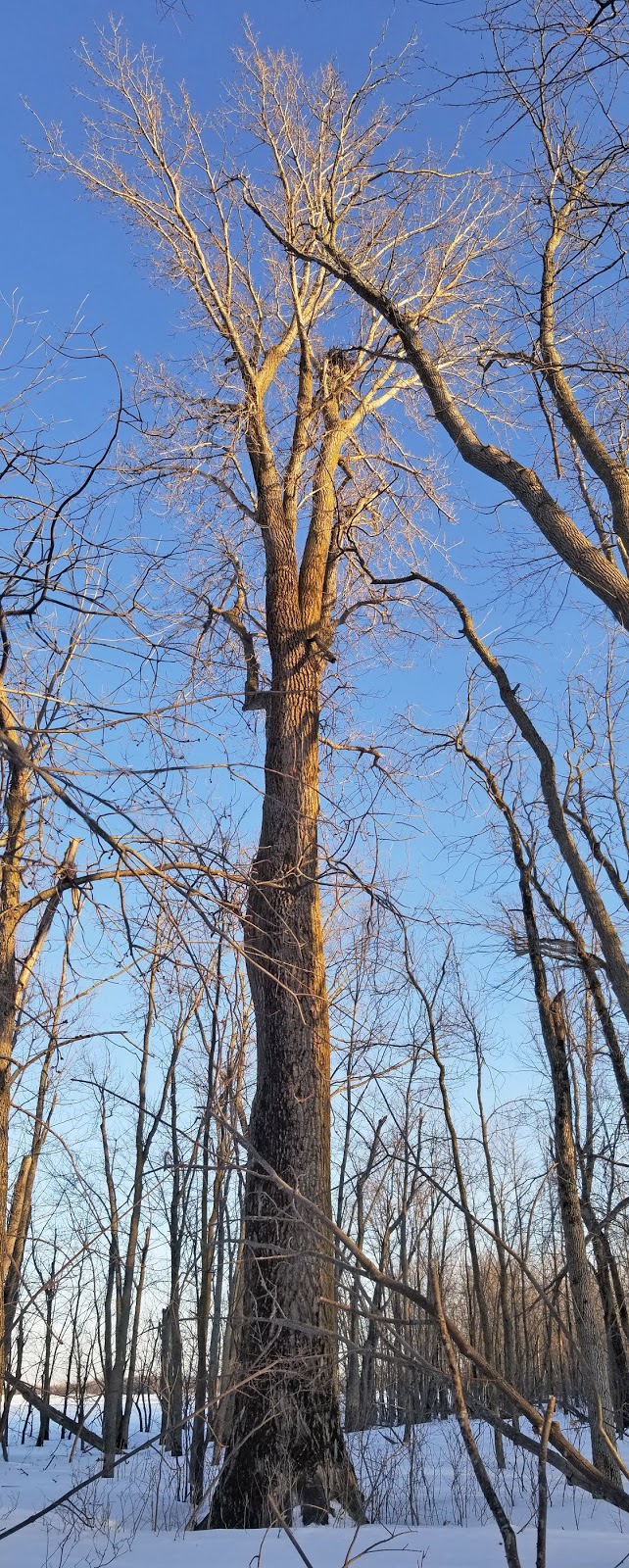 Bald Eagle Nest | Greenbelt, Ottawa, ON K2K, Canada