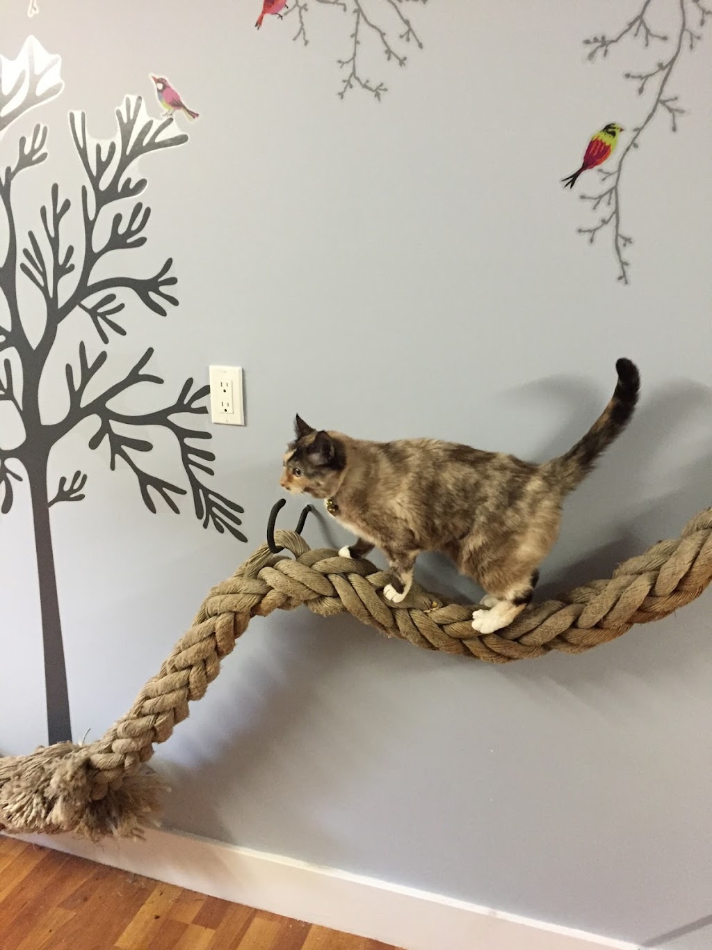 The Scratching Post Cat Hotel | 1840 Mountain Hwy, North Vancouver, BC V7J 2M8, Canada | Phone: (778) 628-3111