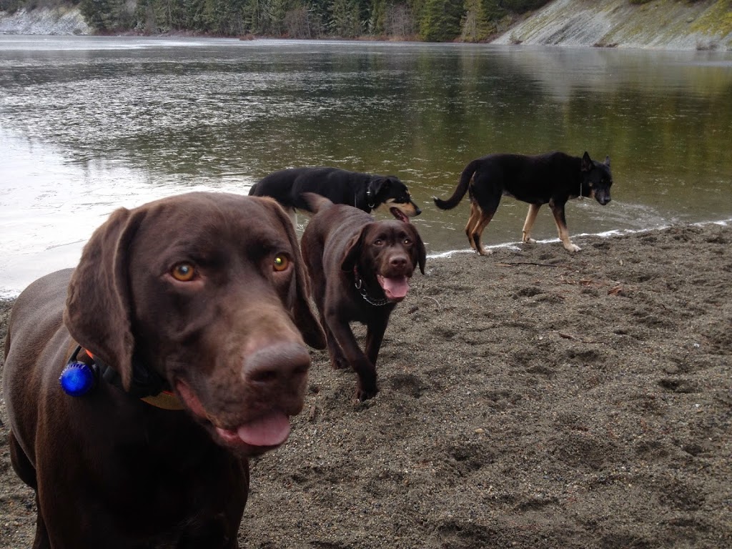 Whistlers Fun For Dogs | 91 Garibaldi Dr, Whistler, BC V0N 1B1, Canada | Phone: (604) 905-9344