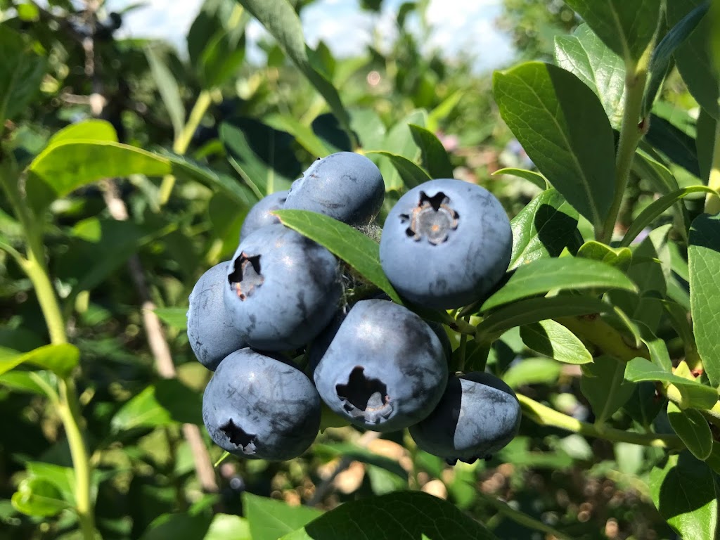 BLEUETIÈRE Les jardins bleus | 4 Chem. Montplaisir, Hatley, QC J0B 2C0, Canada | Phone: (438) 321-5666