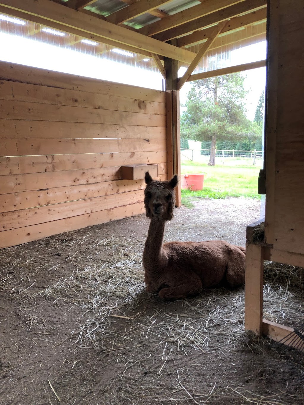 The Llama Sanctuary | 2415 Chase Falkland Rd, Chase, BC V0E 1M1, Canada | Phone: (250) 679-8121