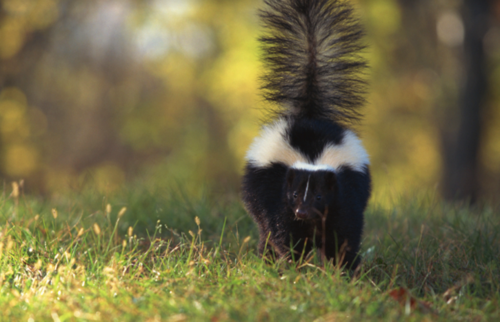 Capital WildLife Control | 1387 De, Rue de Rouen, Boucherville, QC J4B 7Y3, Canada | Phone: (514) 664-1179