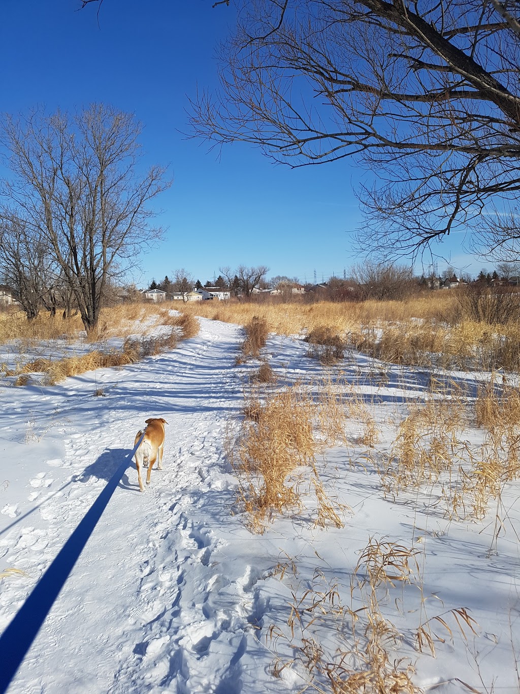 George Olive Nature Park | 855 McMeans Ave E, Winnipeg, MB R2C 4B3, Canada