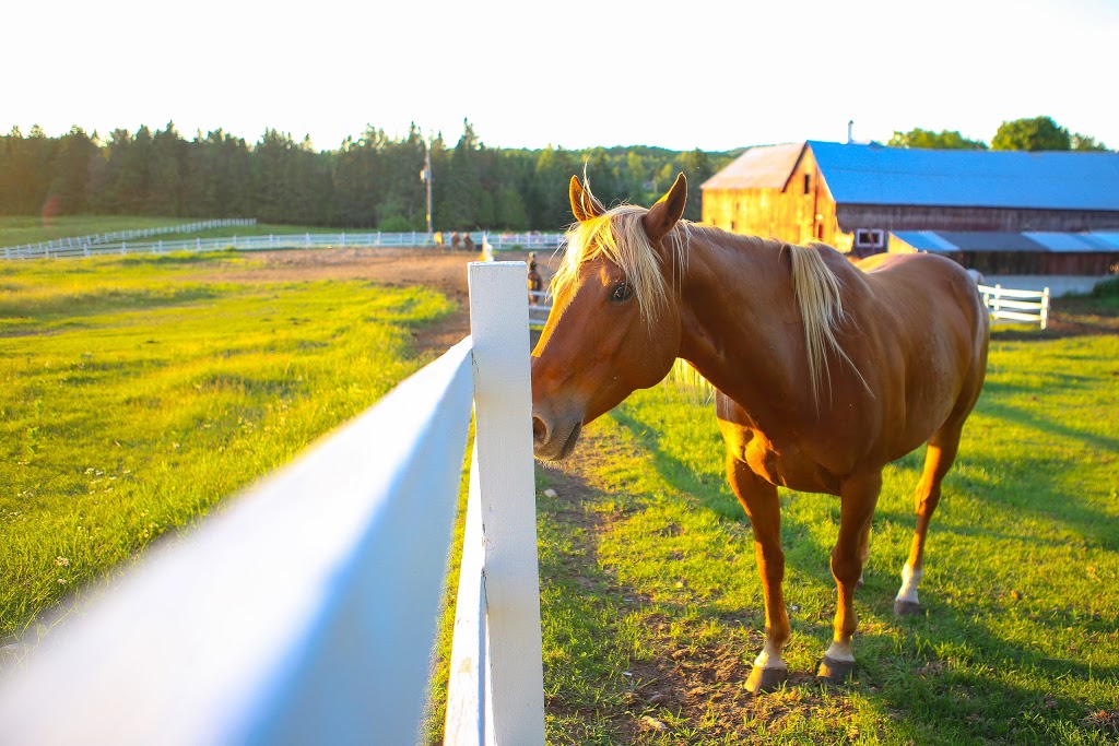 Equita Ranch | 838 Montée de la Source, Cantley, QC J8V 3H4, Canada | Phone: (819) 827-9996