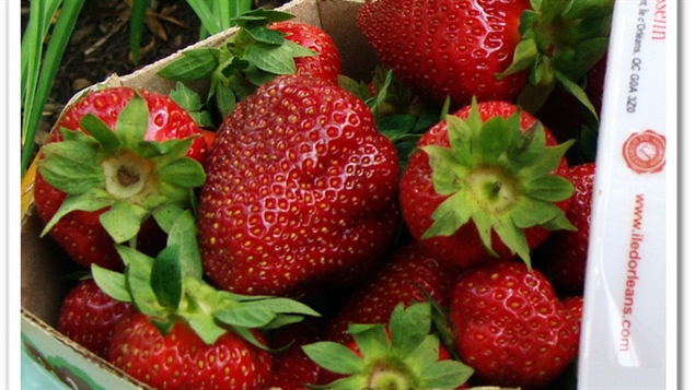 ROY & Son , Organic Strawberries & Potatoes Farm. | QC-204, Sainte-Justine, QC G0R 1Y0, Canada | Phone: (418) 383-3467