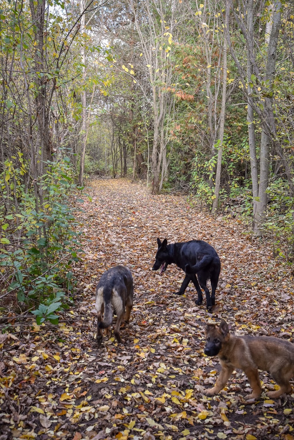 Kennel Club Boarding | 5584 Prince of Wales Dr, Kars, ON K0A 2E0, Canada | Phone: (613) 276-5074