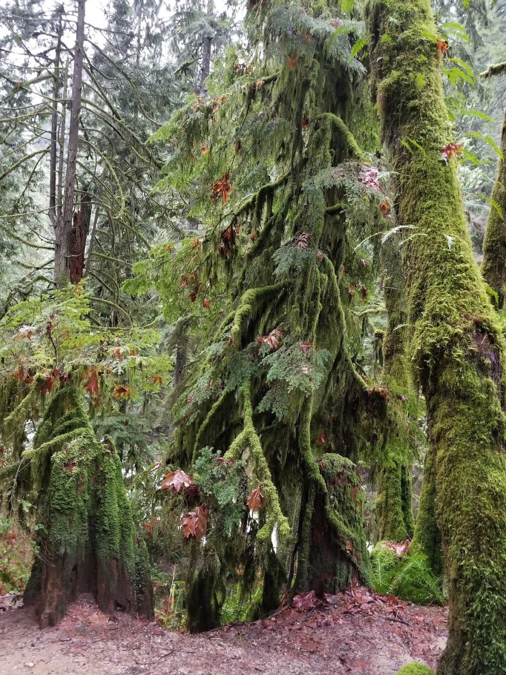 Seymour Valley Trail | Seymour Valley Trailway, North Vancouver, BC V7K 3B2, Canada