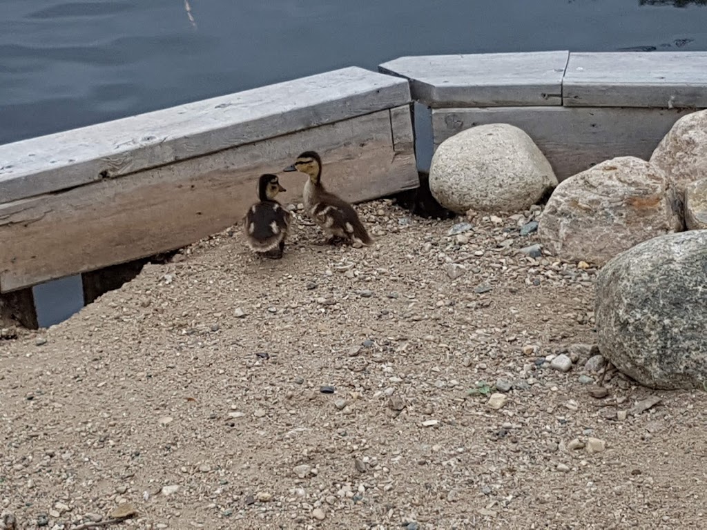 Wascana Waterfowl Park Display Ponds | Lakeshore Dr, Regina, SK S4S, Canada | Phone: (306) 522-3661