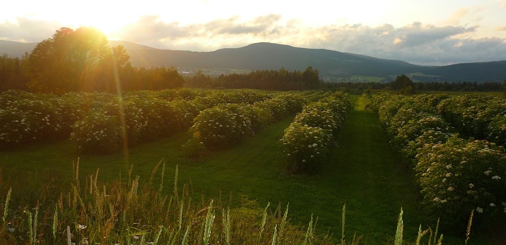 Au Versant du Sureau | 427 Chemin Sacré-Coeur E, Adstock, QC G0N 1S0, Canada | Phone: (418) 332-6131