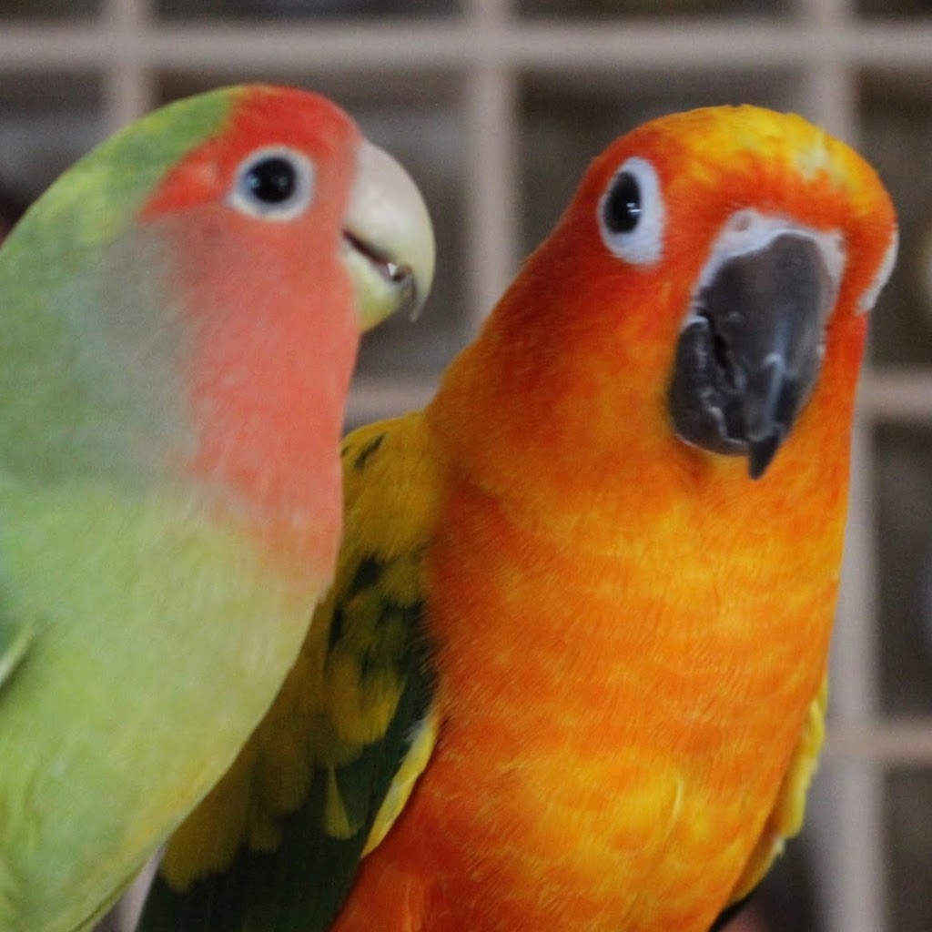 Annies Little Parrots | 1101 Sailors Cove, Sydenham, ON K0H 2T0, Canada | Phone: (819) 923-3580