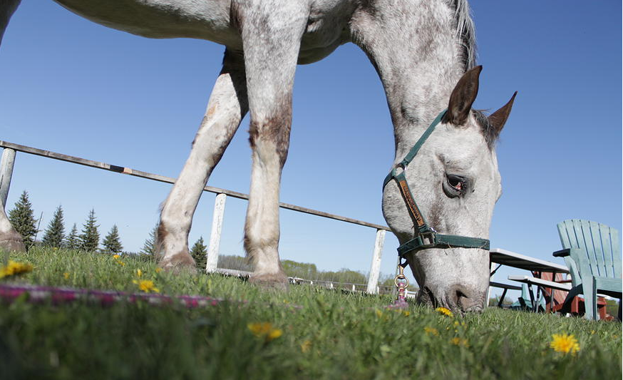 High Country Equestrian Center | 240020 Range Rd 42, Calgary, AB T3Z 2X3, Canada | Phone: (403) 242-9387