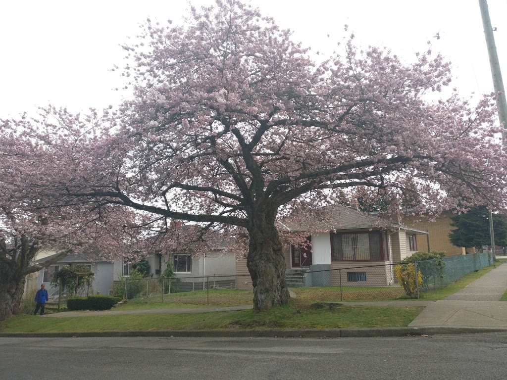 Immaculate Heart of Mary Croatian Parish | 3105 1 AVE E, Vancouver, BC V5M 1B6, Canada | Phone: (604) 253-2089