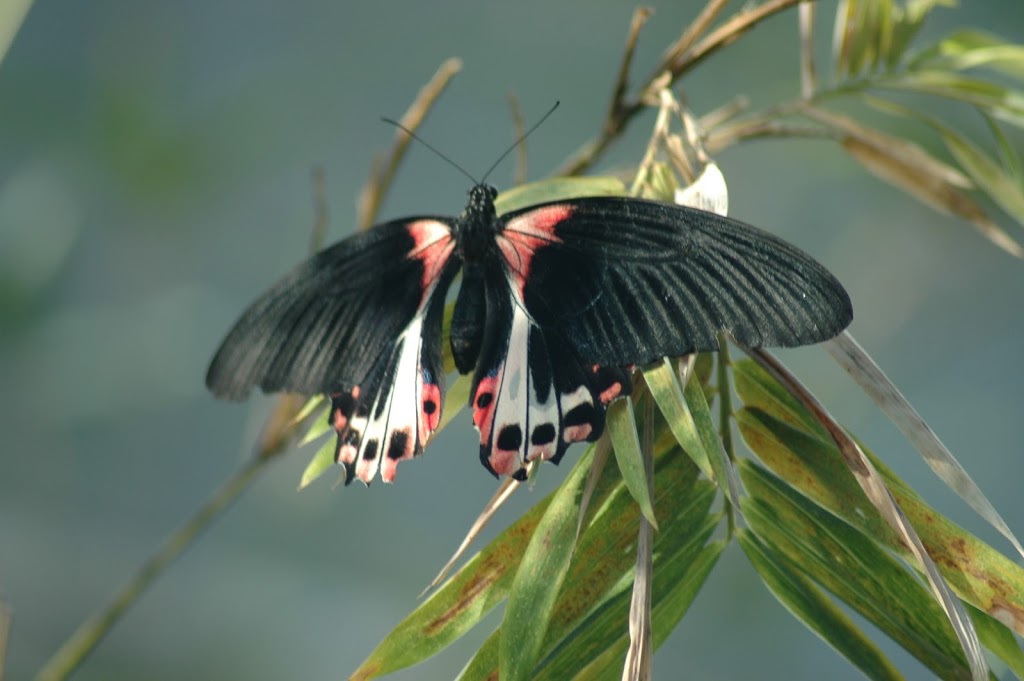 Cambridge Butterfly Conservatory | 2500 Kossuth Rd, Cambridge, ON N3H 4R7, Canada | Phone: (519) 653-1234