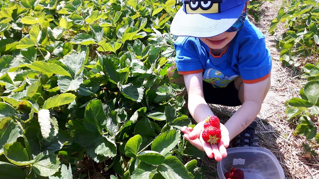 Hoffmans Strawberries | 2606 Lobsinger Line, Waterloo, ON N2J 4G8, Canada | Phone: (519) 699-4730