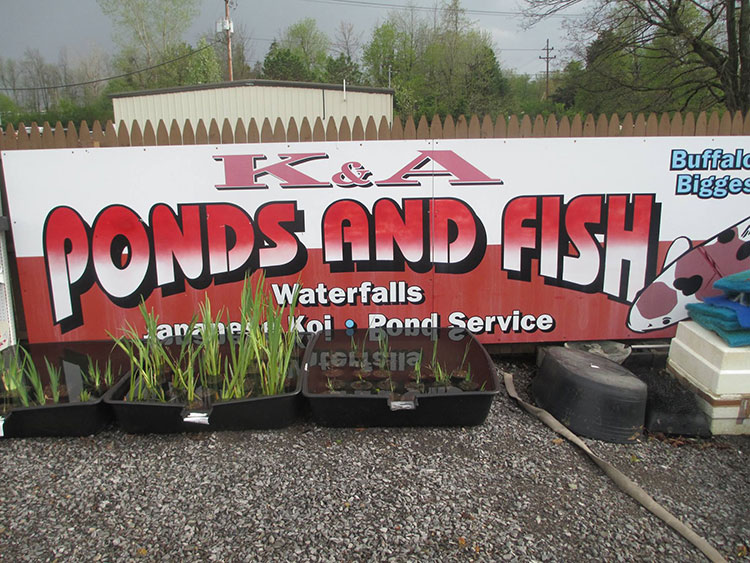 K&A Ponds | 8905 Sheridan Dr, Clarence, NY 14031, USA | Phone: (716) 632-1293