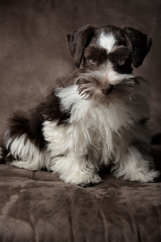 Island Miniature Schnauzers | 2276 Kemp Lake Rd, Sooke, BC V9Z 0R2, Canada | Phone: (778) 425-2527