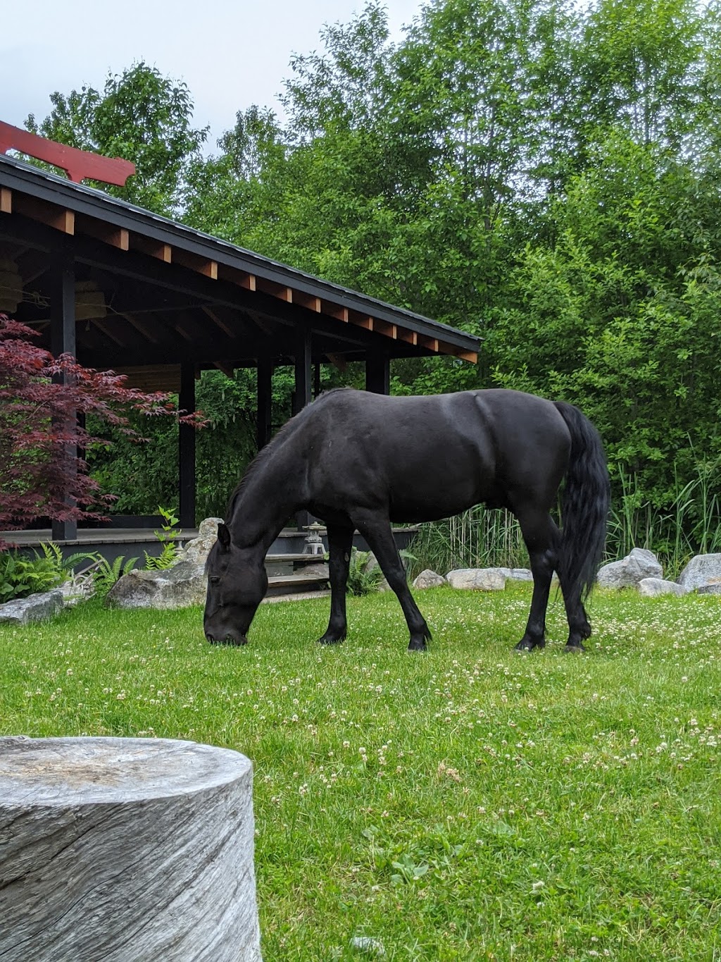 Second Chance Cheekye Ranch | 60001 Squamish Valley Rd, Brackendale, BC V0N 1H0, Canada | Phone: (604) 892-4461