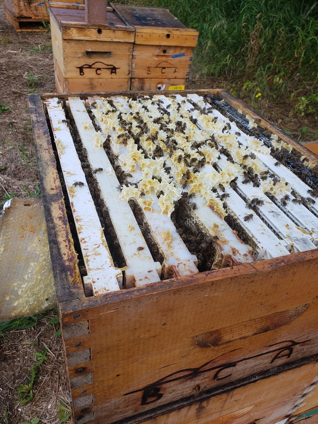 Beaver Creek Apiaries ltd. | Unnamed Road, Beaver County, AB T0B 4A0, Canada | Phone: (780) 722-4232