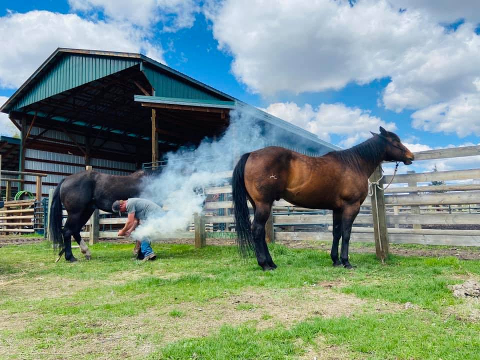 CDH Farrier Services | BOX 4 Site 27 RR2, Olds, AB T4H 1P3, Canada | Phone: (403) 586-3484