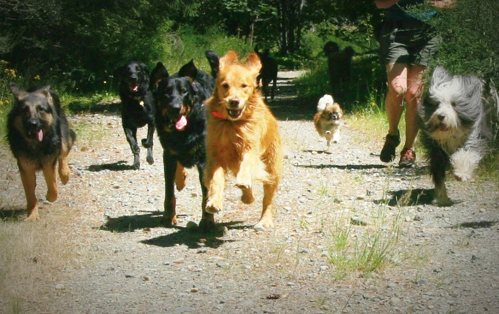 Pooch Pack Adventures | 3312 Hammond Bay Rd, Nanaimo, BC V9T 1E6, Canada | Phone: (250) 619-8241