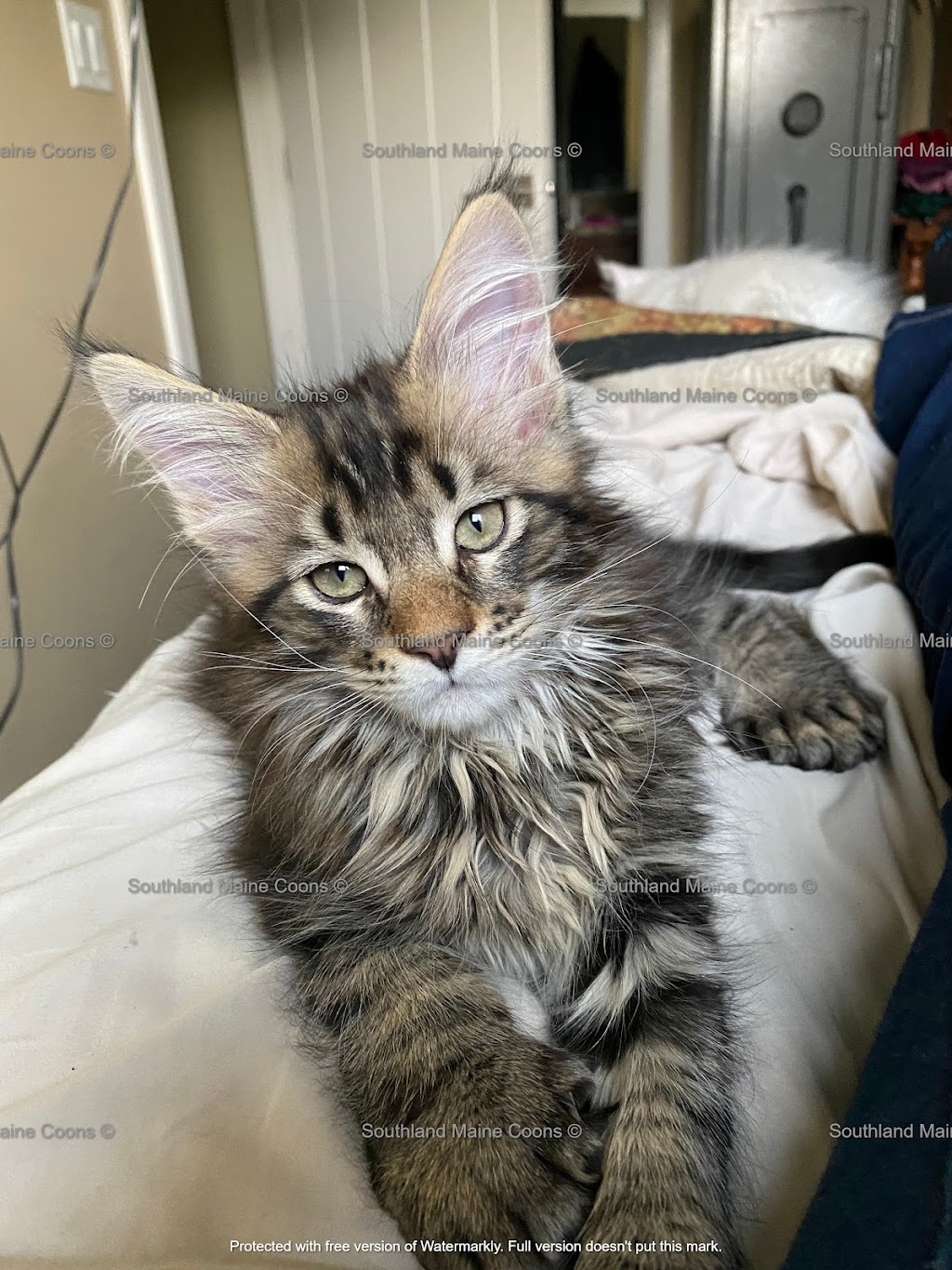 Southland Maine Coons | 365073 AB-761, Stauffer, AB T0M 1W0, Canada | Phone: (403) 844-5419