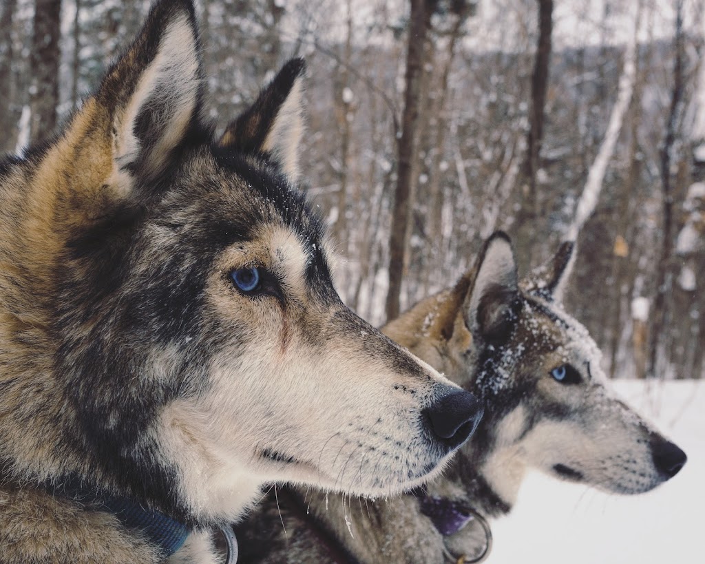 Winterdance Dogsled Tours | Hodgson Dr, Eagle Lake, ON K0M 1M0, Canada | Phone: (705) 457-5281