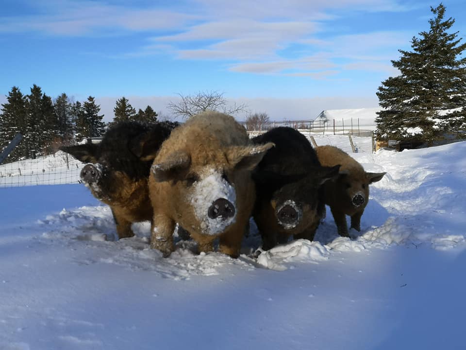 Ferme Mangalitsa Porc-Joli | 396 2e Rang E, Saint-Jean-Port-Joli, QC G0R 3G0, Canada | Phone: (418) 598-2157