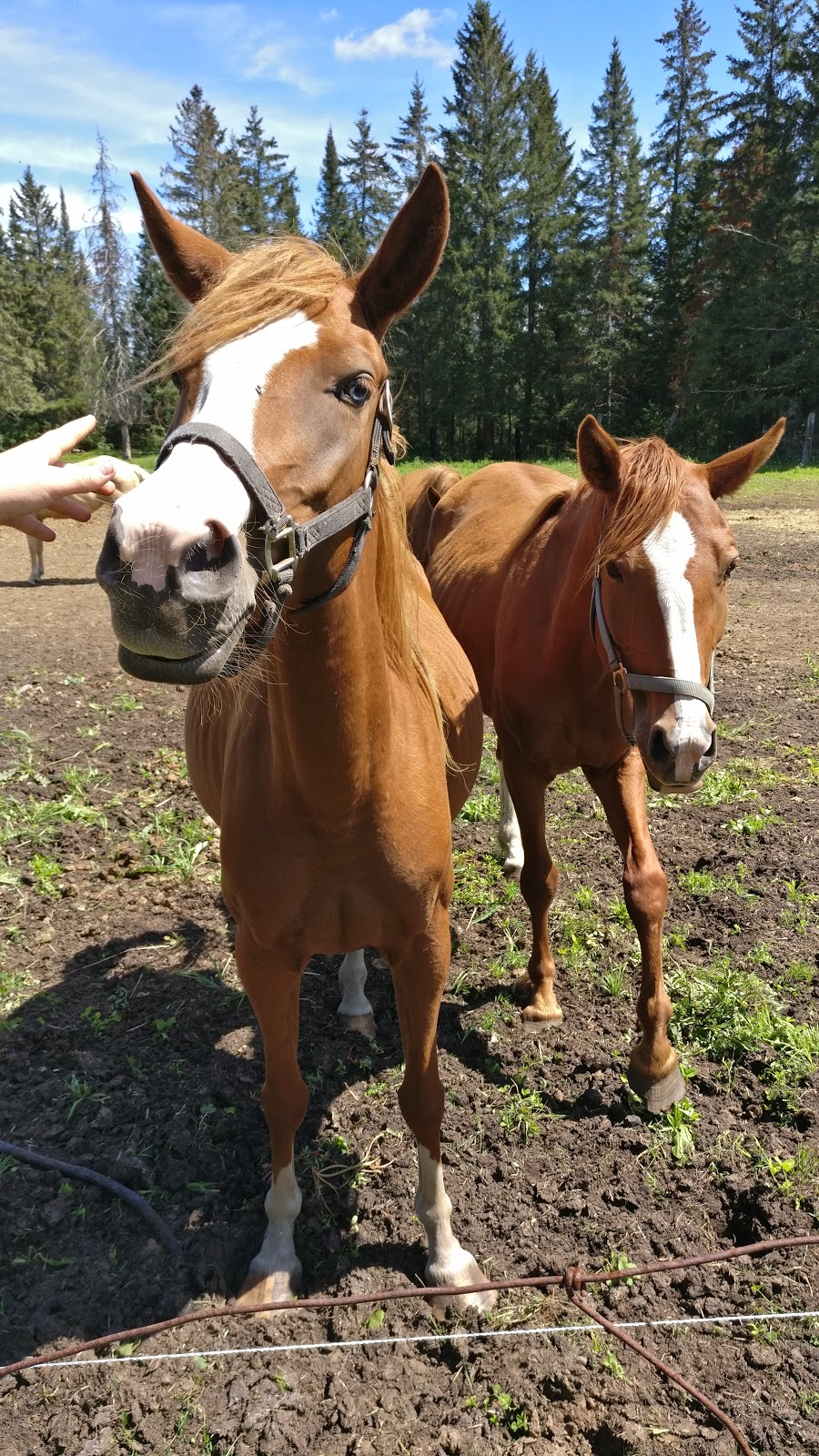 Stewart Coughlin Riding Ranch | 129 Riding Ranch Rd, South River, ON P0A 1X0, Canada | Phone: (705) 386-7465