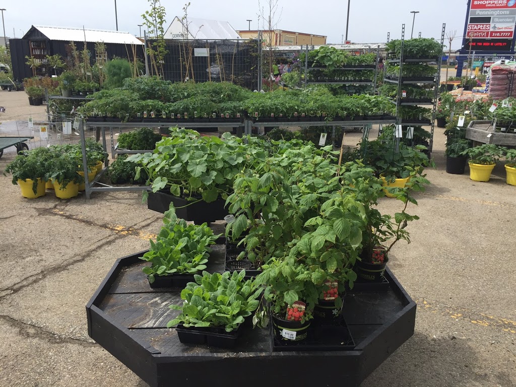 Gemmells Garden Centre | 885 Stewart Blvd, Brockville, ON K6V 5T4, Canada | Phone: (613) 803-9000