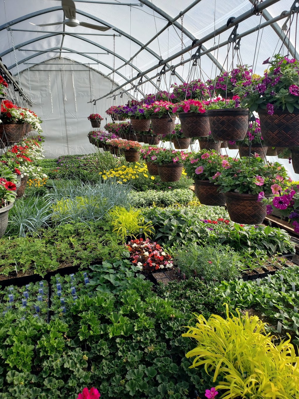 Green Acres Greenhouse | 400067 AB-761, Leslieville, AB T0M 1H0, Canada | Phone: (403) 729-2585