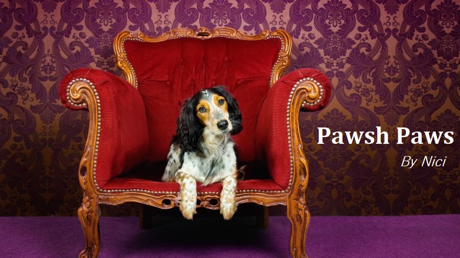 Pawsh Paws by Nici | 315 Houghton Ave S, Hamilton, ON L8K 2N4, Canada | Phone: (905) 869-9929