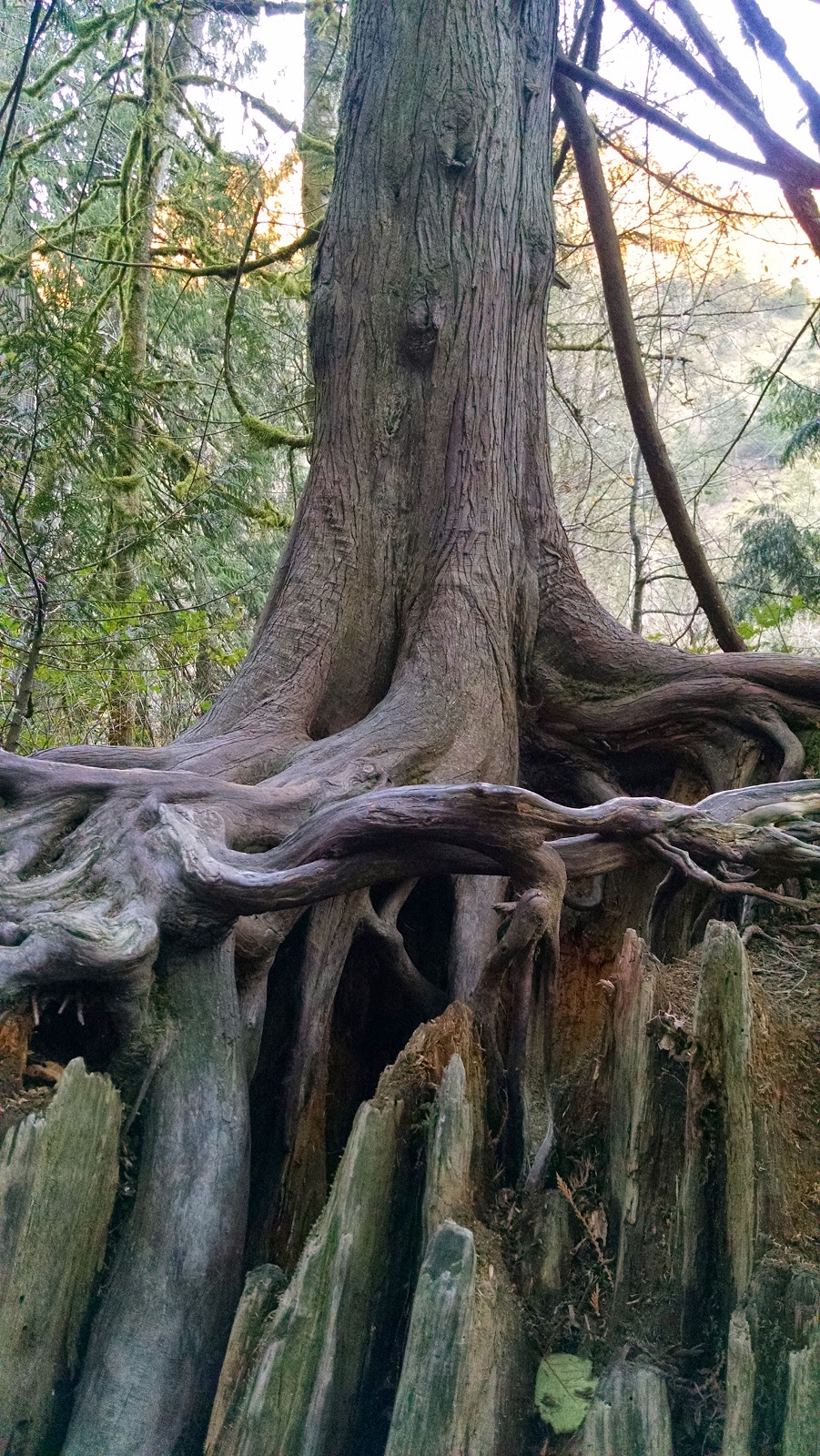 Goldstream Provincial Park | Langford, BC, Canada