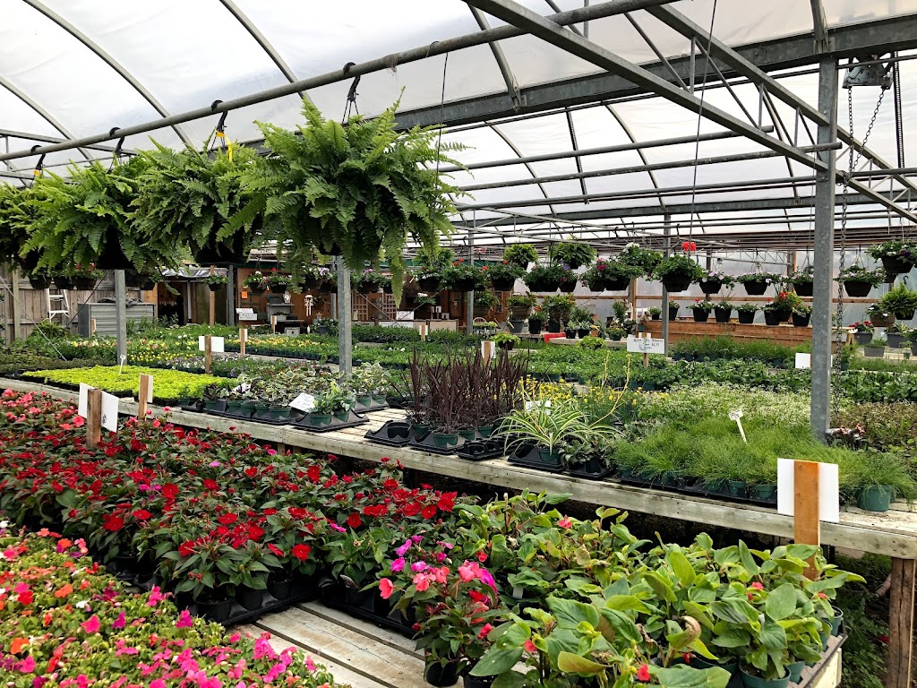 Cedar Grove Greenhouse | 7702 14th Ave, Markham, ON L6B 1A8, Canada | Phone: (905) 294-5917