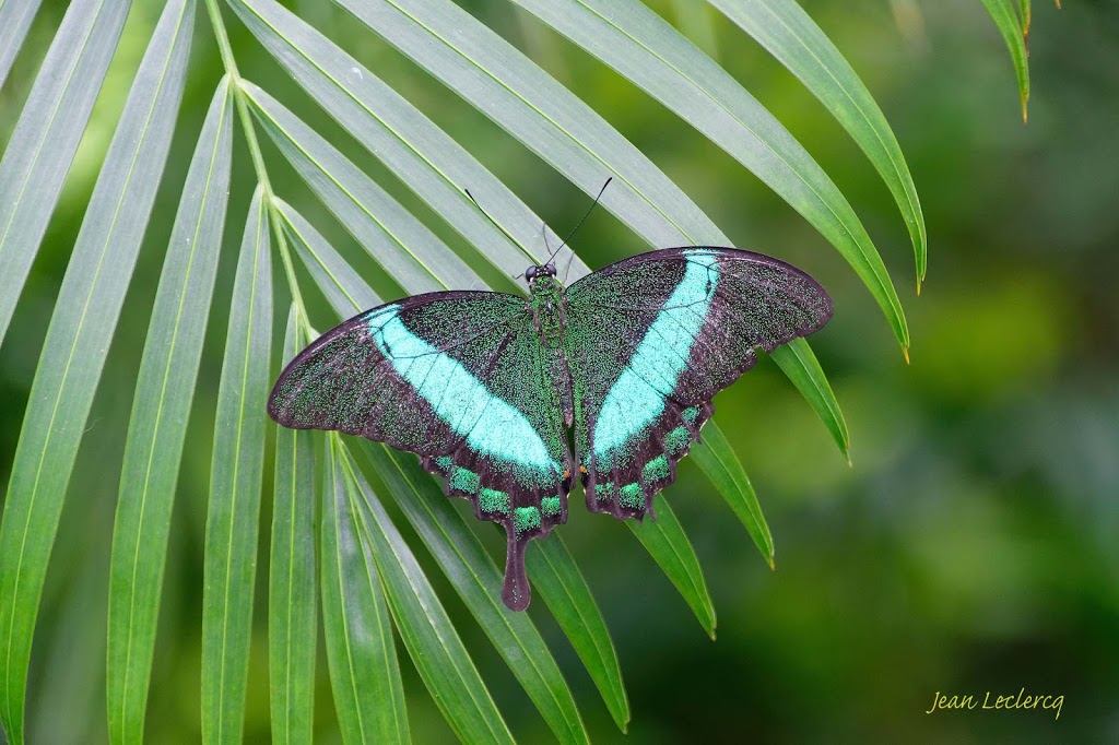 Butterfly Conservatory | 2565 Niagara Pkwy, Niagara-on-the-Lake, ON L0S 1J0, Canada | Phone: (905) 358-0025