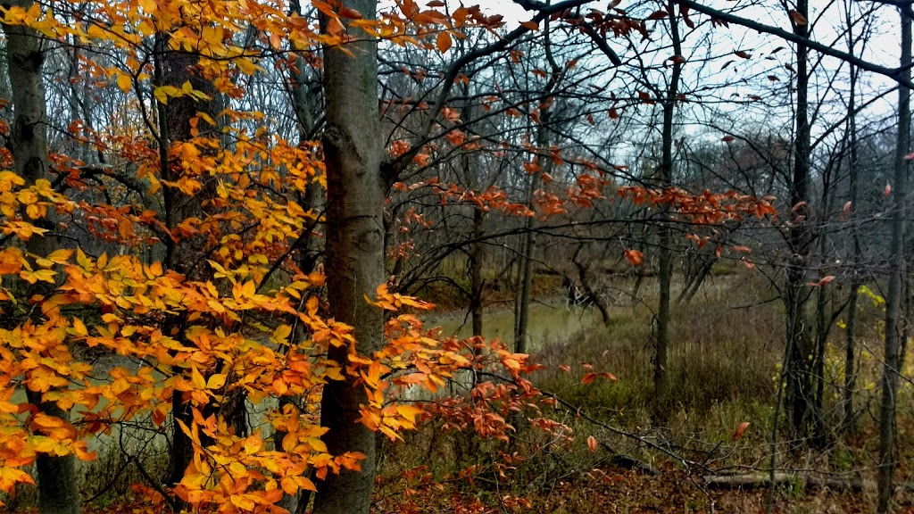 Moore Wildlife Management Area | 1616-1744 Bickford Line, St. Clair Township, ON N0N 1B0, Canada