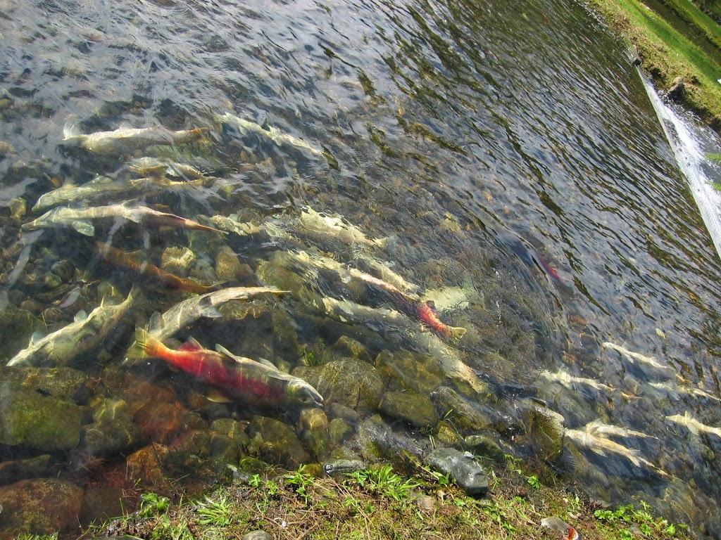 Chehalis River Hatchery | 16250 Morris Valley Rd, Agassiz, BC V0M 1A1, Canada | Phone: (604) 796-9444