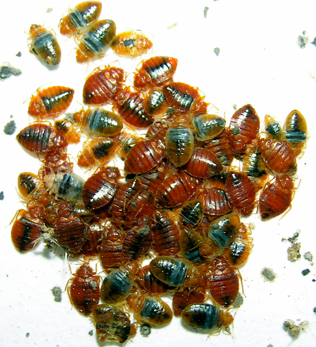 Bed Bugs Dead Bugs | 57 Patterson Ave, Scarborough, ON M1L 3Y1, Canada | Phone: (416) 824-6009