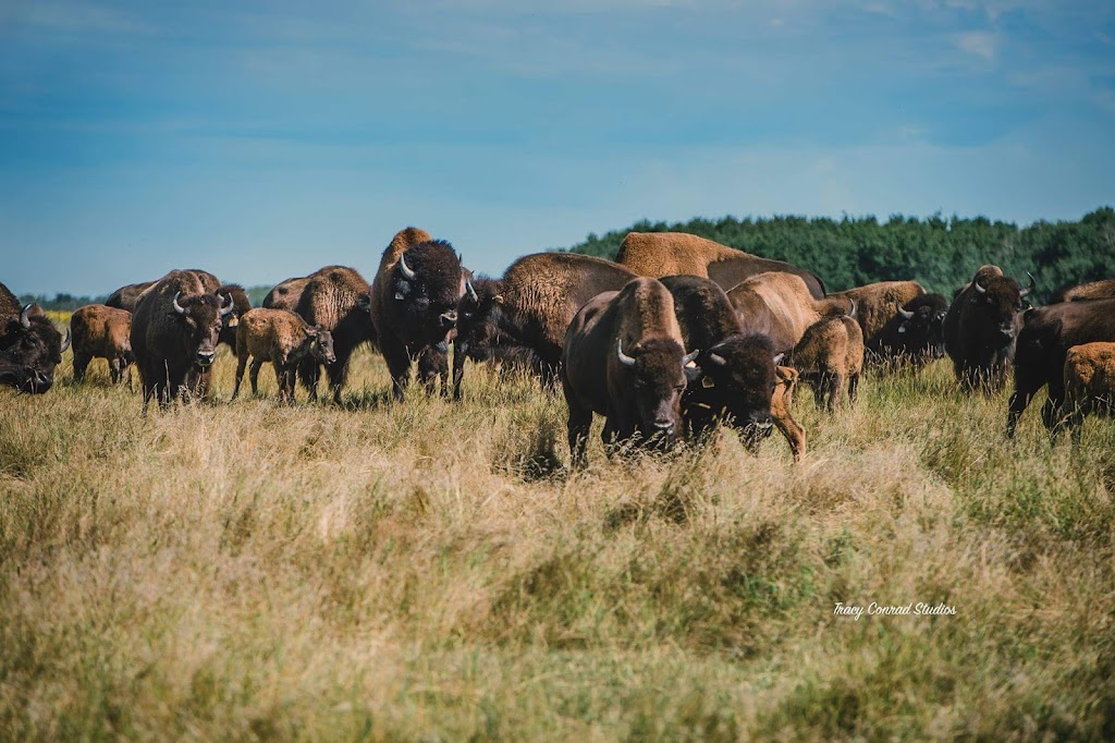 Central Plains Bison Inc. | 39074 Road 36W, Saint Claude, MB R0G 1Z0, Canada | Phone: (204) 745-0299