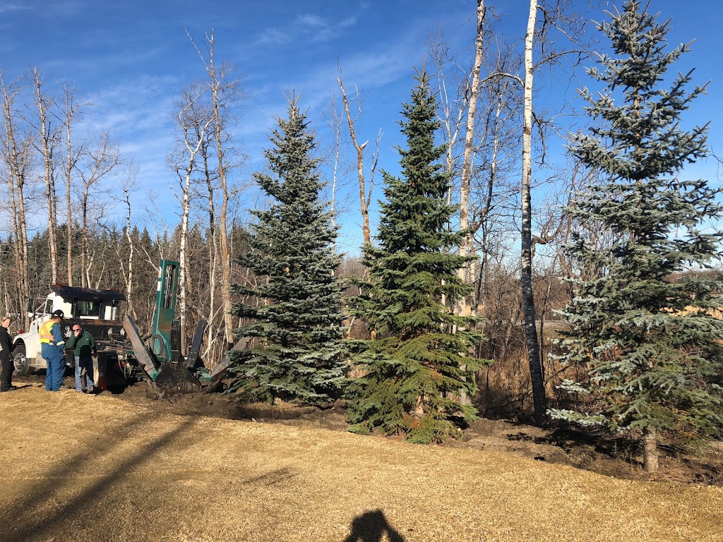 More Trees Please | 23013 Township Road 504, Leduc County, AB T0B 3M1, Canada | Phone: (780) 446-0414