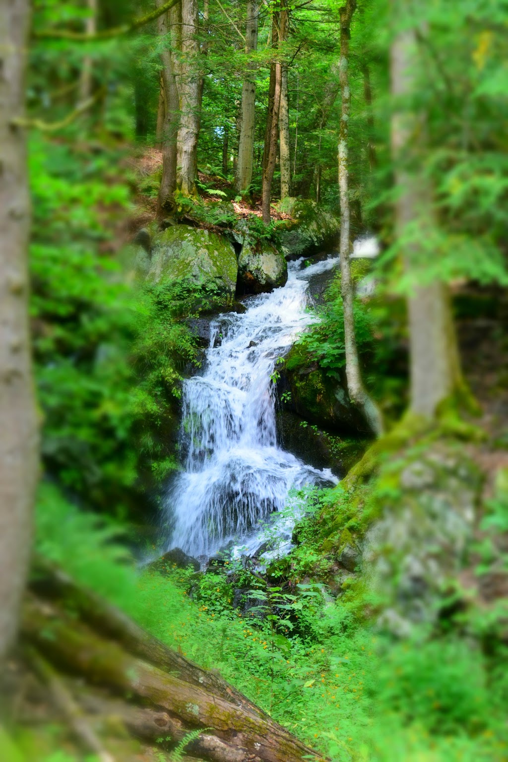 Domaine naturel du lac Gale | 201 Chemin du Lac Gale, Bromont, QC J2L 2S5, Canada | Phone: (450) 534-4414