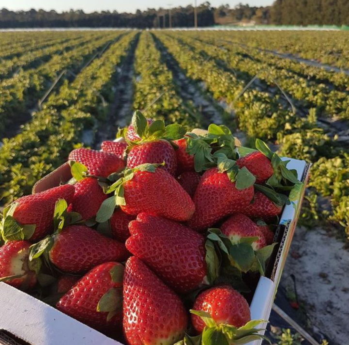 Majestic Fruits Farm | 62 Weatherhead Rd, Upper Rawdon, NS B0N 2N0, Canada | Phone: (902) 201-3500