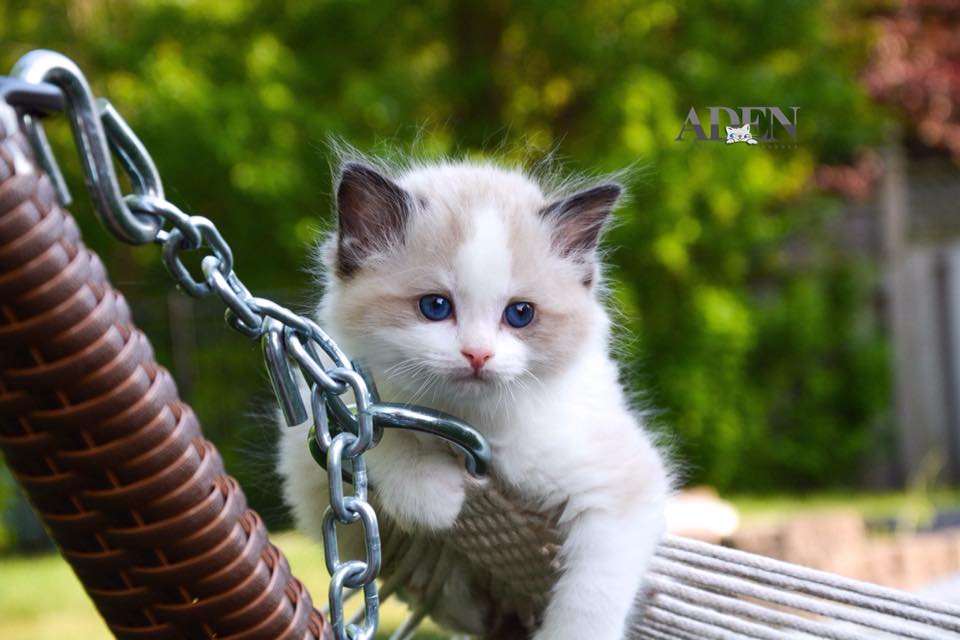 ADEN RAGDOLLS | Port Dover, ON N0A 1N6, Canada | Phone: (905) 627-2255