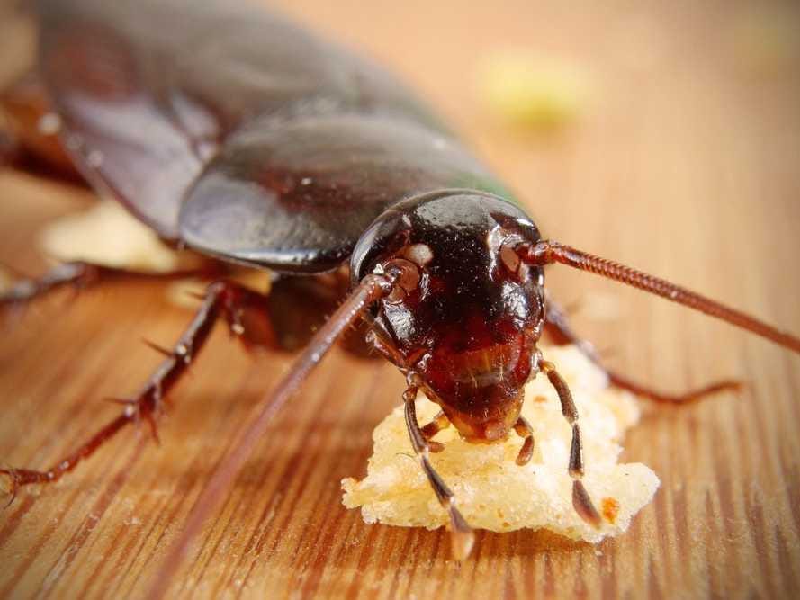 Pest control Chilliwack | pestzap Ant ,Bed Bugs,Rat ,Cockroach,M | 5665 Promontory Rd Unit 1, Chilliwack, BC V2R 0Z9, Canada | Phone: (778) 875-4770
