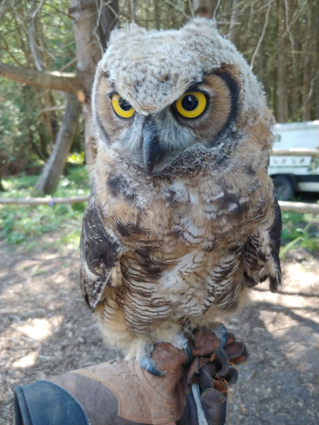 Ontario Falconry Centre | 2434 Holt Rd, Bowmanville, ON L1C 3K7, Canada | Phone: (647) 986-6732